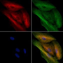 Invitrogen MFN1 Polyclonal Antibody 100 &mu;L; Unconjugated:Antibodies,
