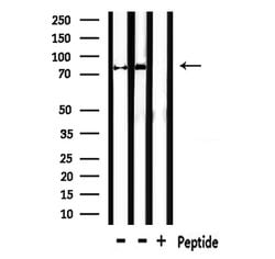 Invitrogen MFN1 Polyclonal Antibody 100 &mu;L; Unconjugated:Antibodies,