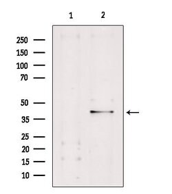 Invitrogen Caspase 4 Polyclonal Antibody 100 &mu;L; Unconjugated:Antibodies,