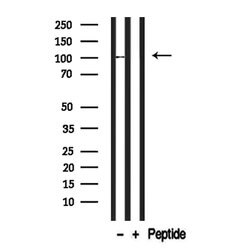 Invitrogen BCAM Polyclonal Antibody 100 &mu;L; Unconjugated:Antibodies,