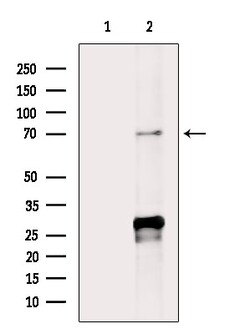 Invitrogen SEMA3A Polyclonal Antibody 100 &mu;L; Unconjugated:Antibodies,