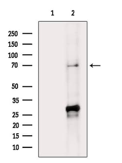Invitrogen SEMA3A Polyclonal Antibody 100 &mu;L; Unconjugated:Antibodies,
