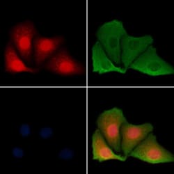 Invitrogen HMGN1 Polyclonal Antibody 100 &mu;L; Unconjugated:Antibodies,