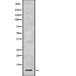 Invitrogen HMGN1 Polyclonal Antibody 100 &mu;L; Unconjugated:Antibodies,