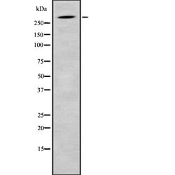 SRRM2 Polyclonal Antibody, Invitrogen 100 &mu;L; Unconjugated:Antibodies,