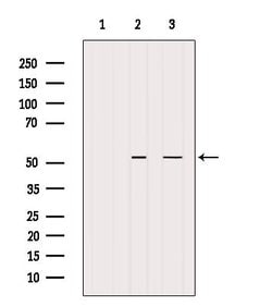 Invitrogen BAG5 Polyclonal Antibody 100 &mu;L; Unconjugated:Antibodies,