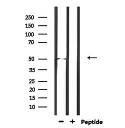 Invitrogen EEF1A2 Polyclonal Antibody 100 &mu;L; Unconjugated:Antibodies,