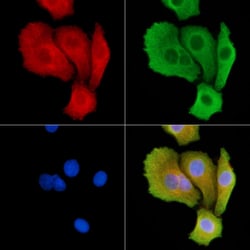Invitrogen SH3GL3 Polyclonal Antibody 100 &mu;L; Unconjugated:Antibodies,