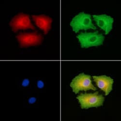 Invitrogen SH3GL3 Polyclonal Antibody 100 &mu;L; Unconjugated:Antibodies,