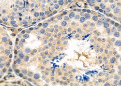 Invitrogen SH3GL3 Polyclonal Antibody 100 &mu;L; Unconjugated:Antibodies,