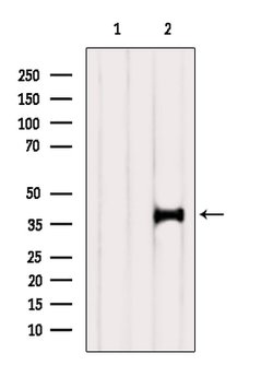 Invitrogen SH3GL3 Polyclonal Antibody 100 &mu;L; Unconjugated:Antibodies,