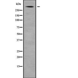 Invitrogen USP24 Polyclonal Antibody 100 μL; Unconjugated:Antibodies,
