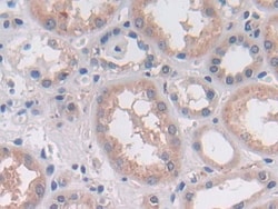 Invitrogen OAS2 Polyclonal Antibody 200 &mu;L; Unconjugated:Antibodies,