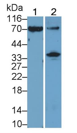 Invitrogen OAS2 Polyclonal Antibody 200 &mu;L; Unconjugated:Antibodies,