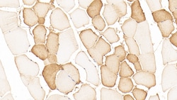 Invitrogen NT5M Polyclonal Antibody:Antibodies:Primary Antibodies