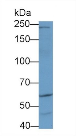 Invitrogen AKAP11 Polyclonal Antibody:Antibodies:Primary Antibodies