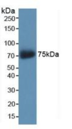 Invitrogen AKAP11 Polyclonal Antibody 200 &mu;L; Unconjugated:Antibodies,