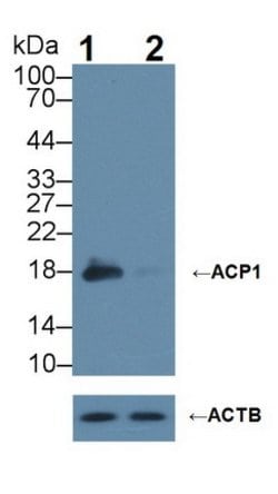 Invitrogen ACP1 Polyclonal Antibody:Antibodies:Primary Antibodies