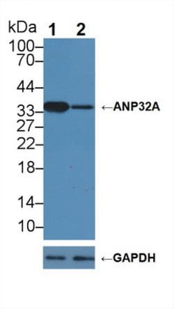 Invitrogen ANP32A Polyclonal Antibody 200 &mu;L; Unconjugated:Antibodies,