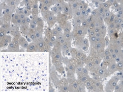 Invitrogen ARPC4 Polyclonal Antibody:Antibodies:Primary Antibodies