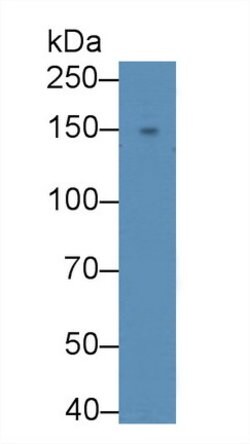 Invitrogen ADCY6 Polyclonal Antibody:Antibodies:Primary Antibodies