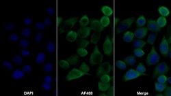 Invitrogen ADRM1 Polyclonal Antibody 20 &mu;L; Unconjugated:Antibodies,
