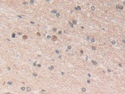 Invitrogen ADRM1 Polyclonal Antibody 20 &mu;L; Unconjugated:Antibodies,