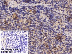 Invitrogen ADRM1 Polyclonal Antibody 20 &mu;L; Unconjugated:Antibodies,