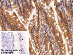 Invitrogen ADRM1 Polyclonal Antibody 20 &mu;L; Unconjugated:Antibodies,