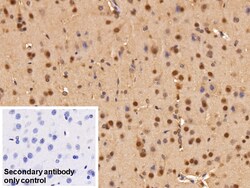 Invitrogen ADRM1 Polyclonal Antibody 20 &mu;L; Unconjugated:Antibodies,