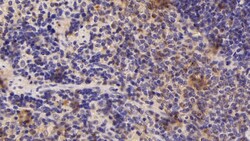 Invitrogen ADRM1 Polyclonal Antibody 20 &mu;L; Unconjugated:Antibodies,