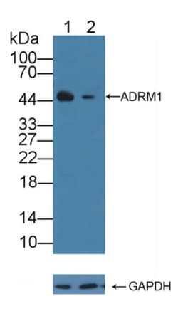 Invitrogen ADRM1 Polyclonal Antibody:Antibodies:Primary Antibodies