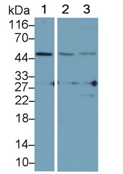 Invitrogen ADRM1 Polyclonal Antibody 20 &mu;L; Unconjugated:Antibodies,