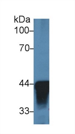 Invitrogen Alcohol Dehydrogenase 1A Polyclonal Antibody:Antibodies:Primary