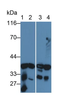 Invitrogen AK1BA Polyclonal Antibody:Antibodies:Primary Antibodies