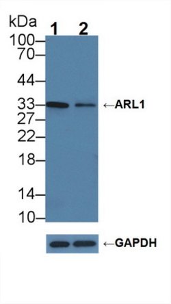 Invitrogen AK1BA Polyclonal Antibody:Antibodies:Primary Antibodies
