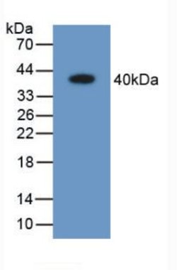 Invitrogen AK1BA Polyclonal Antibody:Antibodies:Primary Antibodies