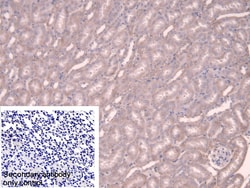 Invitrogen alpha Adducin Polyclonal Antibody:Antibodies:Primary Antibodies
