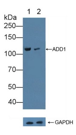 Invitrogen alpha Adducin Polyclonal Antibody:Antibodies:Primary Antibodies