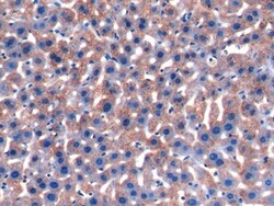 Invitrogen Orm1 Polyclonal Antibody 20 &mu;L; Unconjugated:Antibodies,
