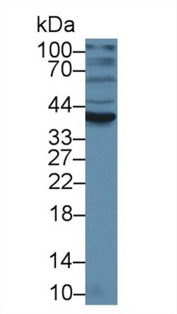 Invitrogen Orm1 Polyclonal Antibody 20 &mu;L; Unconjugated:Antibodies,