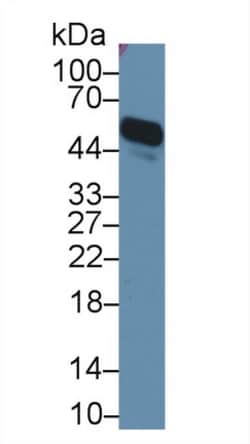 Invitrogen Orm1 Polyclonal Antibody 200 &mu;L; Unconjugated:Antibodies,