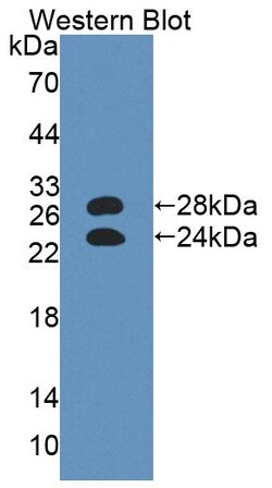 Invitrogen Orm1 Polyclonal Antibody 20 &mu;L; Unconjugated:Antibodies,