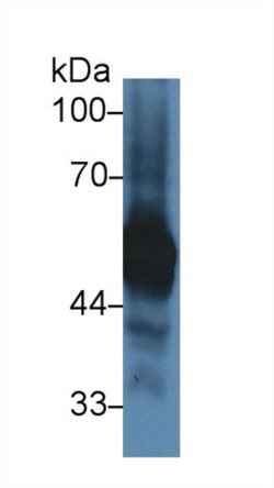 Invitrogen alpha-1 Antitrypsin Polyclonal Antibody:Antibodies:Primary Antibodies