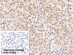 Invitrogen AFP Polyclonal Antibody 20 &mu;L; Unconjugated:Antibodies, Polyclonal