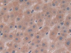 Invitrogen AFP Polyclonal Antibody 20 &mu;L; Unconjugated:Antibodies, Polyclonal