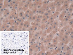Invitrogen AFP Polyclonal Antibody 20 &mu;L; Unconjugated:Antibodies, Polyclonal