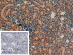 Invitrogen AHSP Polyclonal Antibody 20 &mu;L; Unconjugated:Antibodies,