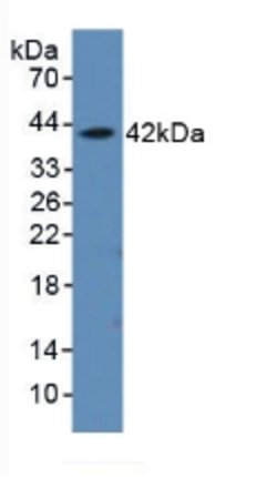 Invitrogen AHSP Polyclonal Antibody 20 &mu;L; Unconjugated:Antibodies,
