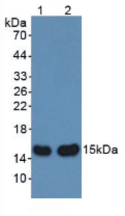 Invitrogen AHSP Polyclonal Antibody 20 &mu;L; Unconjugated:Antibodies,